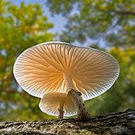 Porcelain fungus (Oudemansiella mucida) mushrooms growing on fallen tree trunk in forest in autumn / fall and showing gills at underside
